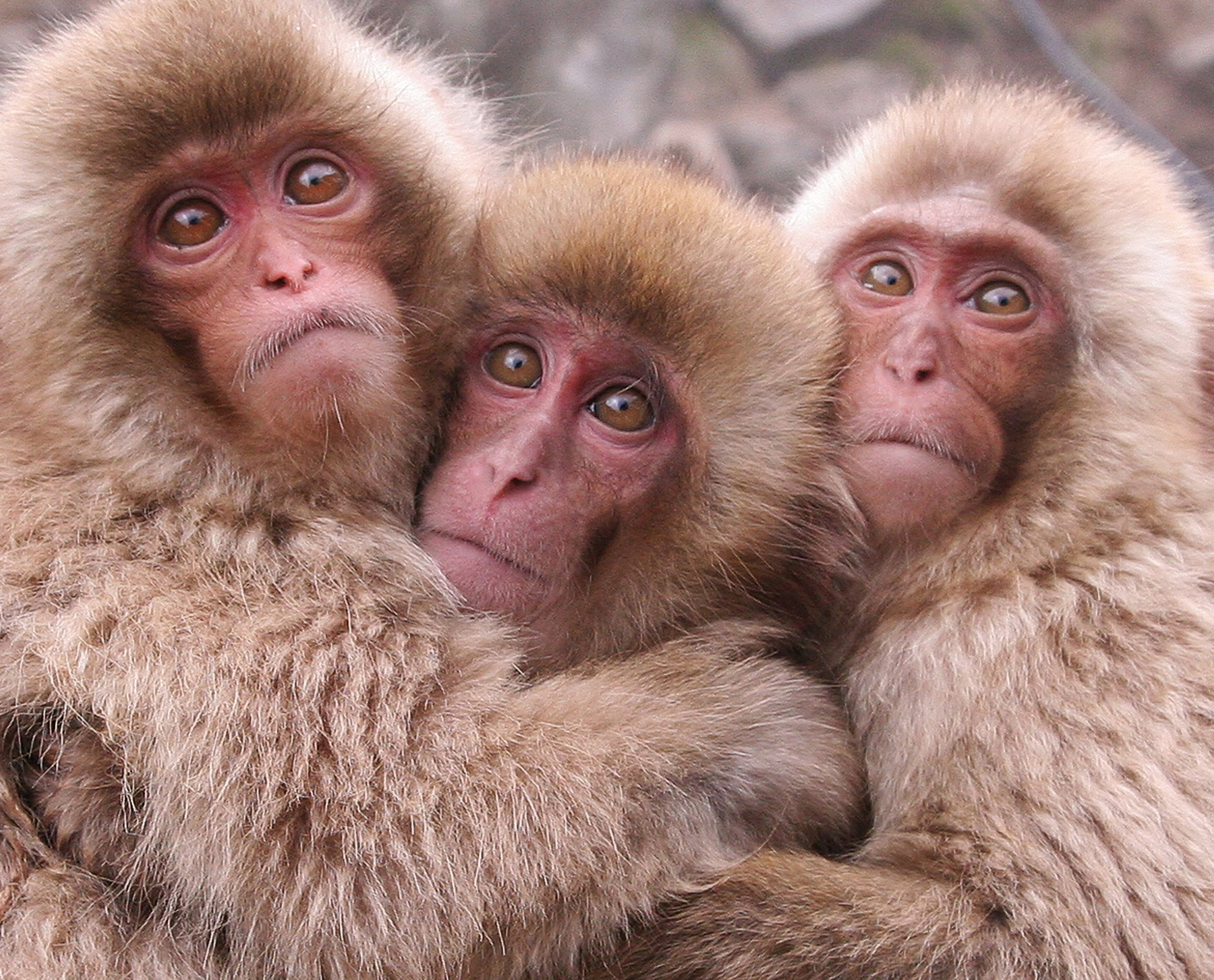 "Group Hug, Group Panic" - The Three Little Monkeys